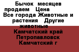 Бычок 6месяцев продаем › Цена ­ 20 000 - Все города Животные и растения » Другие животные   . Камчатский край,Петропавловск-Камчатский г.